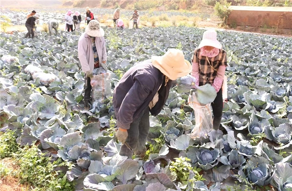 南華縣紅土坡鎮“三個突出”助推村集體經濟發展取得新成效