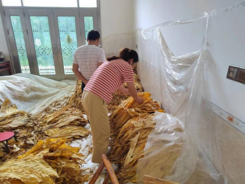 湖南慈利煙草：綠葉子變成金葉子，在家過上好日子