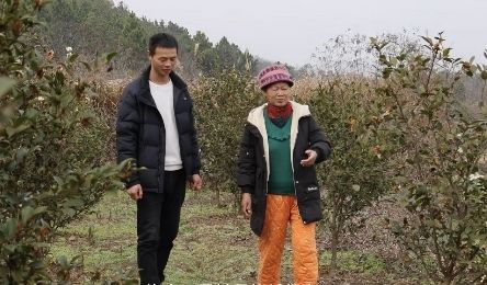 湖北松滋市煙草專賣局：油茶“綠”生金 振興加滿“油”