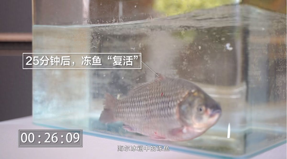 食材解凍不新鮮？ 海爾冰箱不“凍”搖：凍魚能復活