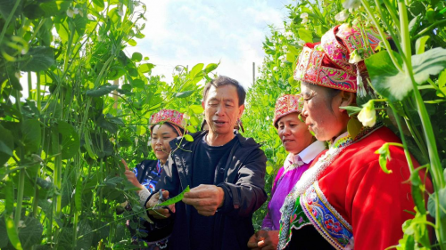 “技術套餐”下地助農增收
