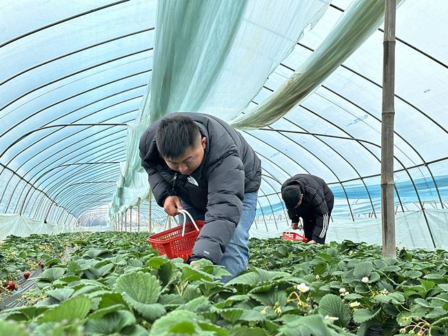 武漢東西湖煙草：返鄉青年遇“知音” 紫藤花開滿庭芳