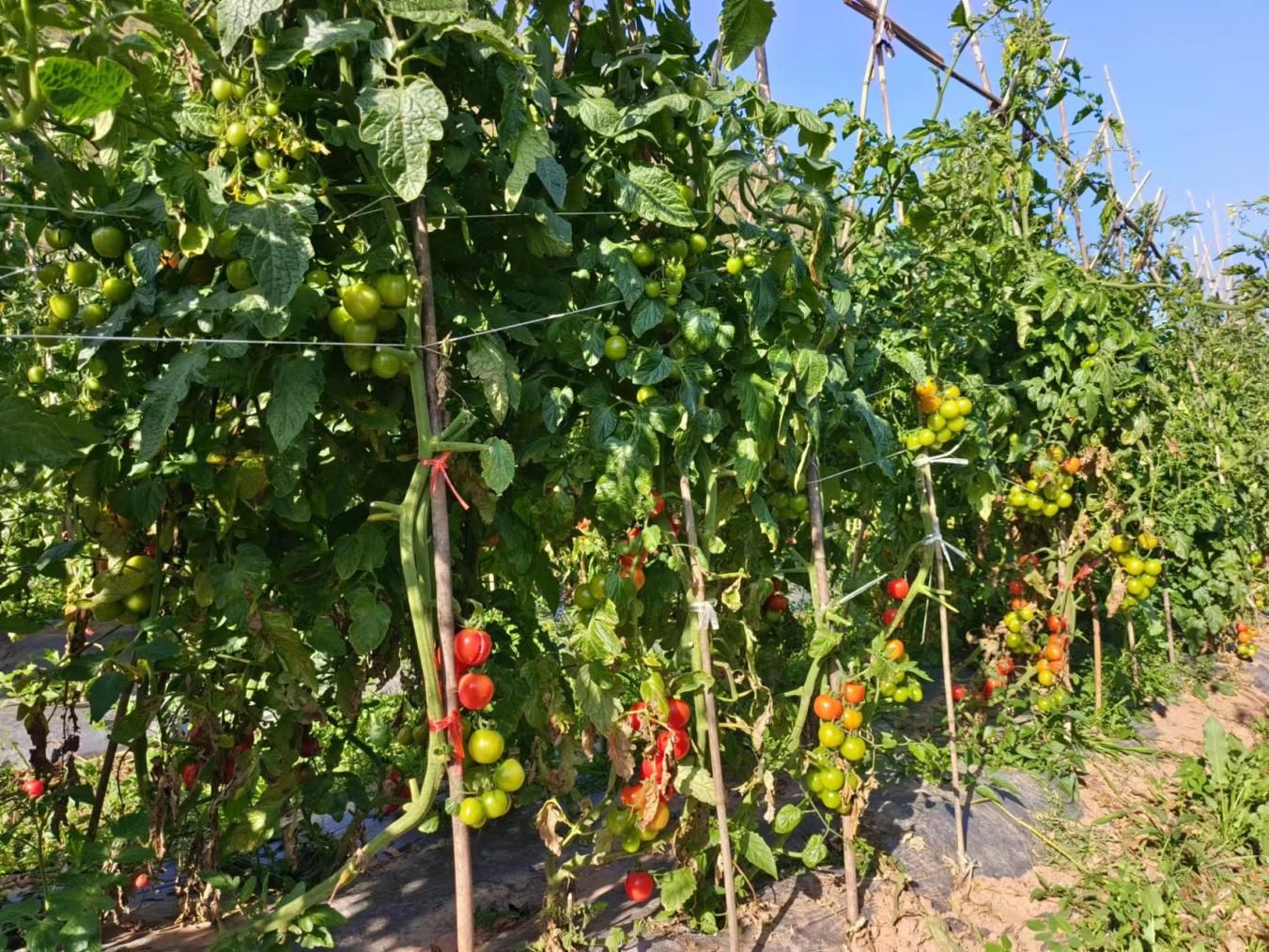 云南南華：小番茄“添彩”群眾增收路