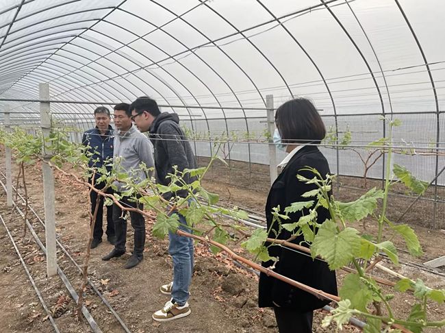 武漢東西湖煙草：賦能鄉村振興 “葡”寫致富經