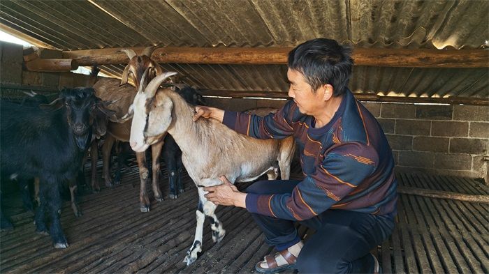 念好“養羊經” 走上“幸福路”