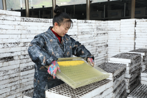 湖北利川：返鄉伉儷“新農人”共筑創業“金葉夢”