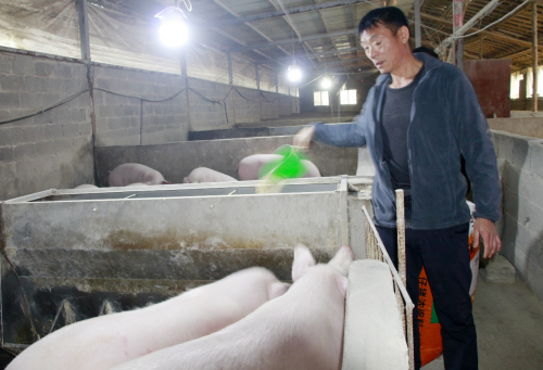 湖北利川：依托“豬”產業 “拱”出致富路