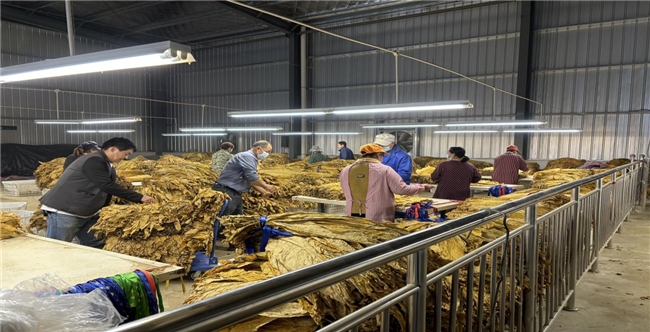 煙葉收購煙農忙，帶莖采烤收益高