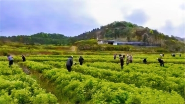 劉河鎮新鋪村：多措并舉，共繪美好環境與幸福生活新畫卷