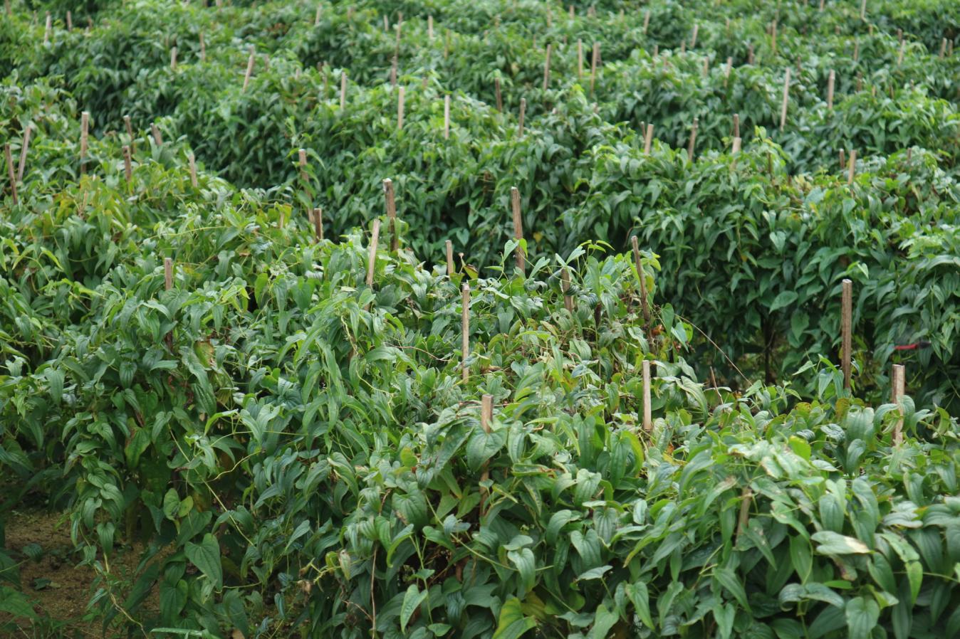 武穴煙草：筆尖耕耘歲月 鏡頭定格擔當