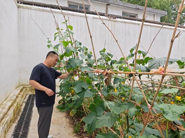 湖北紅安煙草：小菜園，大“家”園